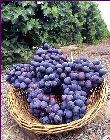 Wine Yeast & Nutrients