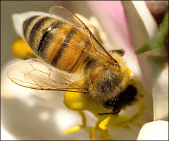 Honey