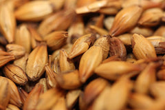 Base Malts: British, German and Belgian Malted Barley