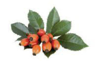 Rose Hips 1 oz